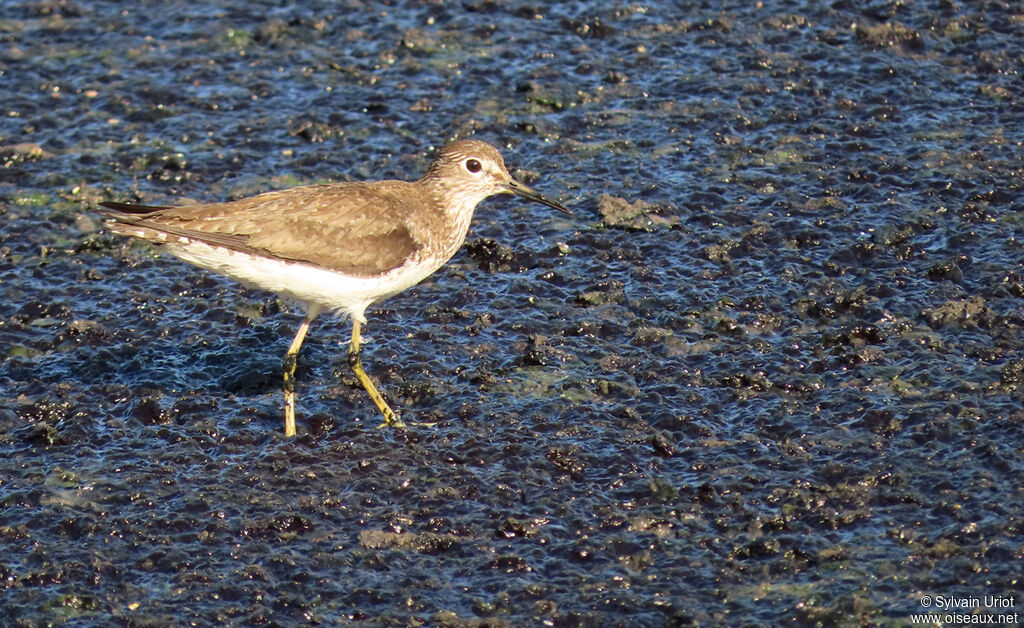 Solitary Sandpiper