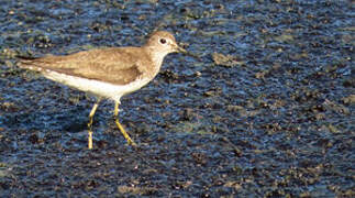 Solitary Sandpiper