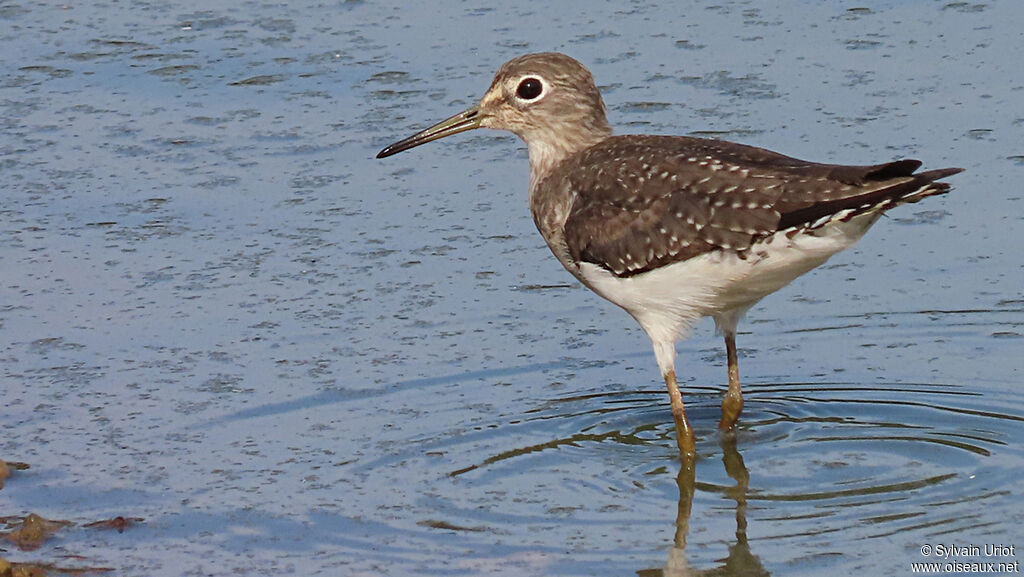 Solitary Sandpiper