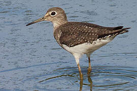 Solitary Sandpiper