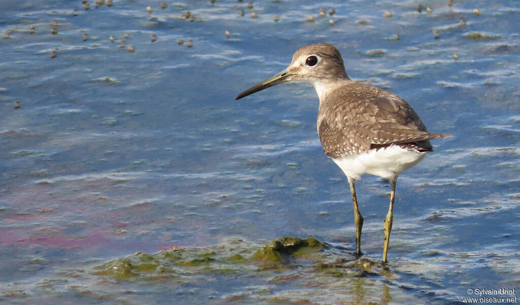 Solitary Sandpiper