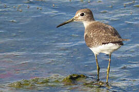 Solitary Sandpiper