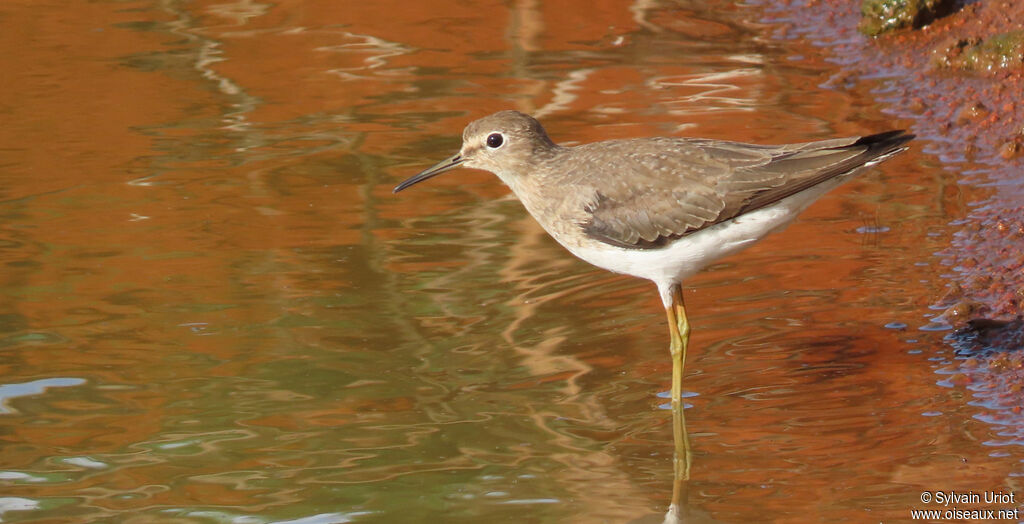 Solitary Sandpiper