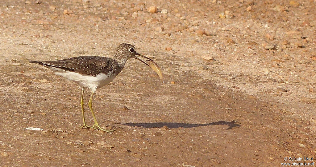 Solitary Sandpiper