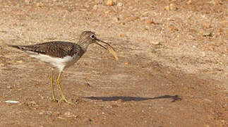 Solitary Sandpiper