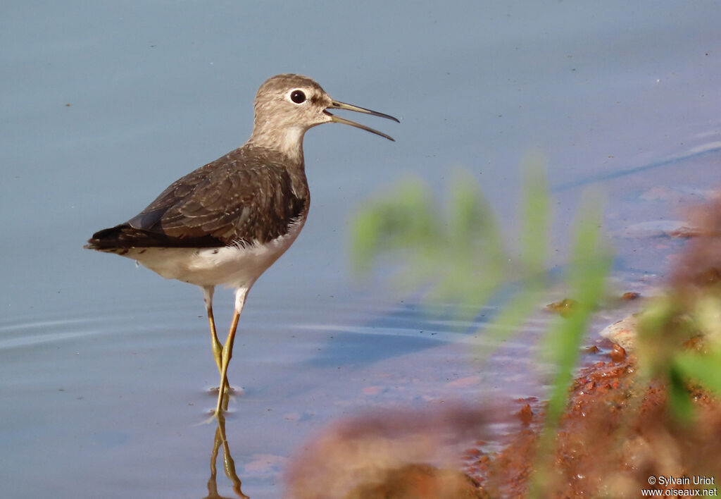 Solitary Sandpiper