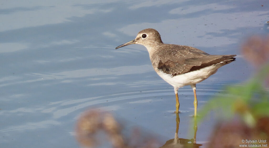 Solitary Sandpiper