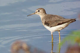 Solitary Sandpiper