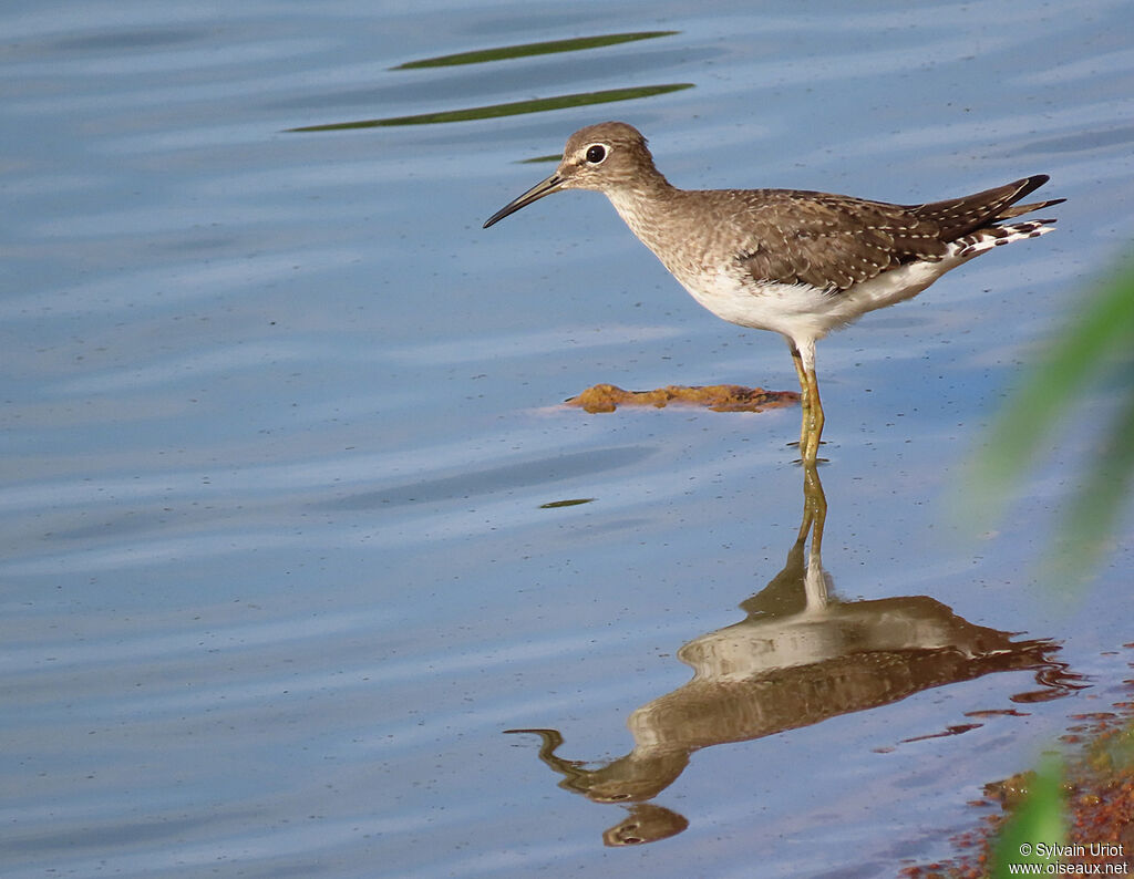 Solitary Sandpiper