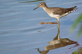 Solitary Sandpiper