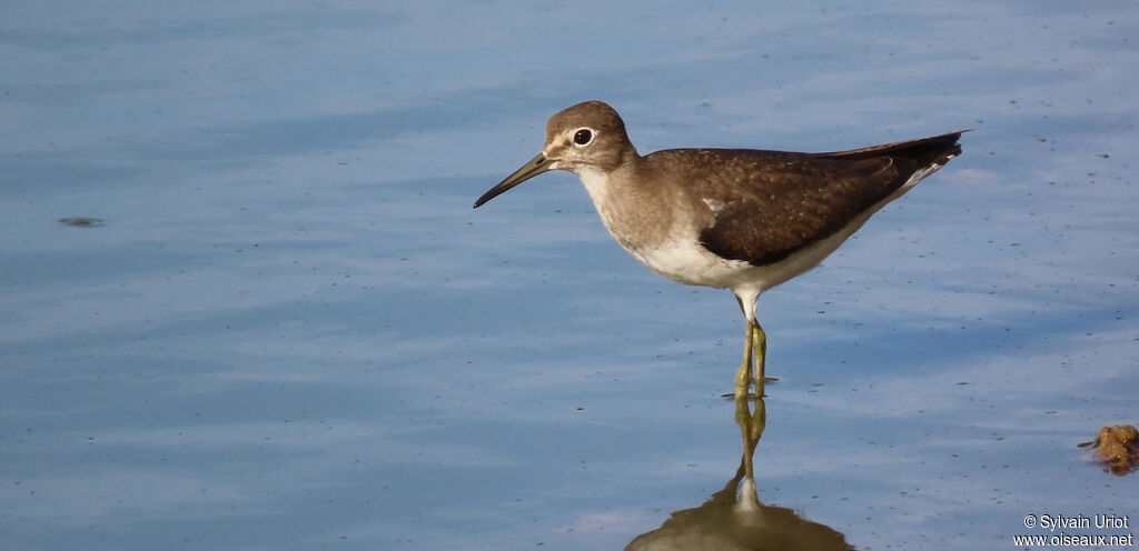 Solitary Sandpiper