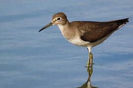 Solitary Sandpiper