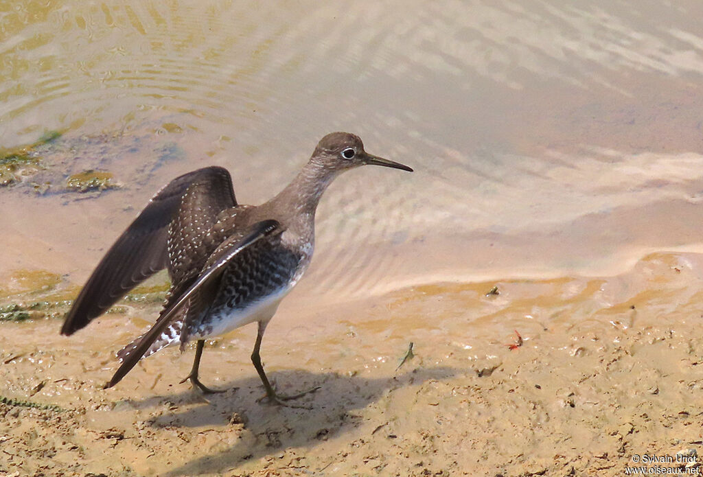 Solitary Sandpiper