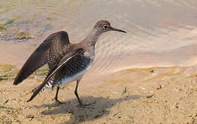 Solitary Sandpiper