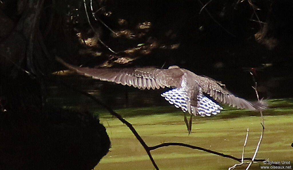 Solitary Sandpiper