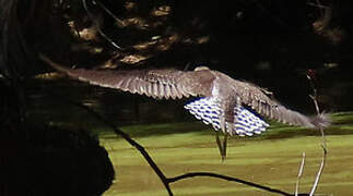 Solitary Sandpiper