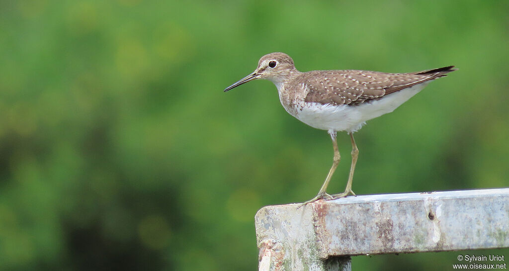 Solitary Sandpiper