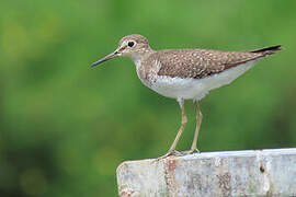 Solitary Sandpiper