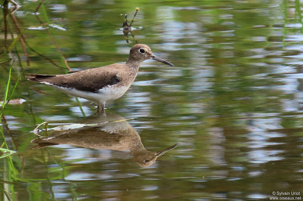 Solitary Sandpiperadult post breeding