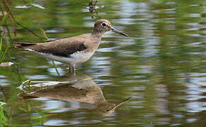 Solitary Sandpiper