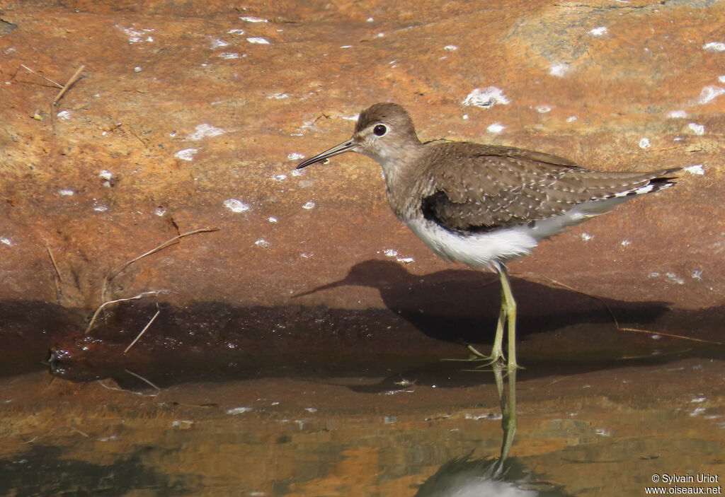 Solitary Sandpiperadult