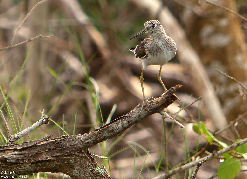 Solitary Sandpiperadult, close-up portrait, Behaviour