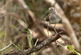 Solitary Sandpiper