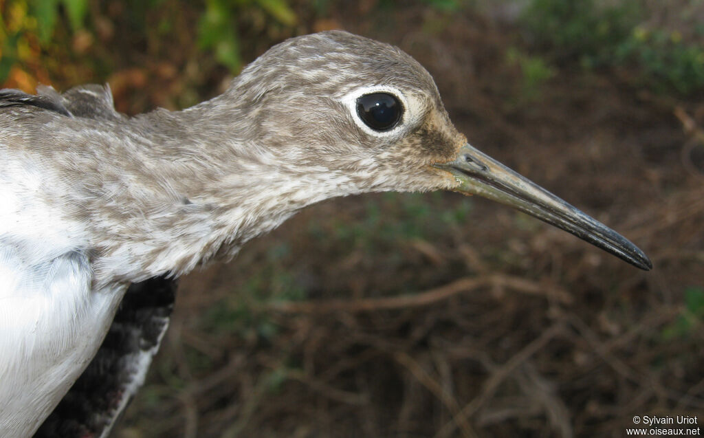 Solitary Sandpiper