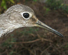 Solitary Sandpiper