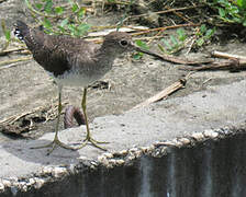 Solitary Sandpiper