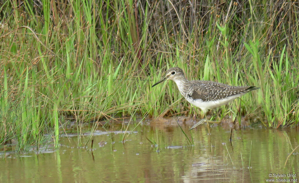 Solitary Sandpiper