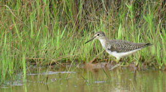 Solitary Sandpiper