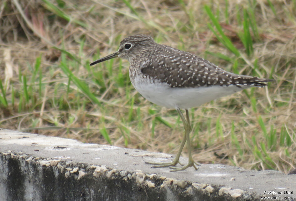 Solitary Sandpiper