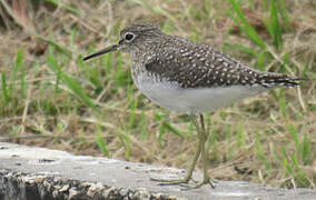 Solitary Sandpiper
