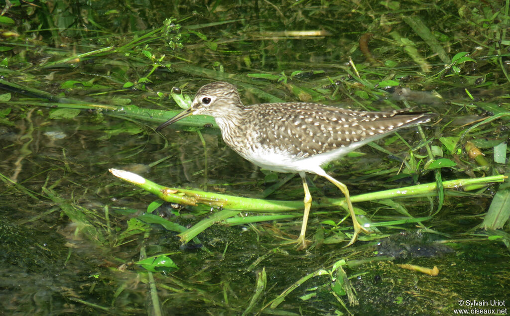 Solitary Sandpiper