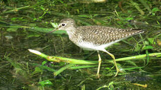 Solitary Sandpiper