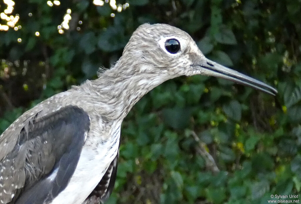 Chevalier solitaireadulte