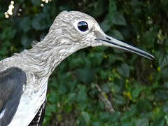 Solitary Sandpiper