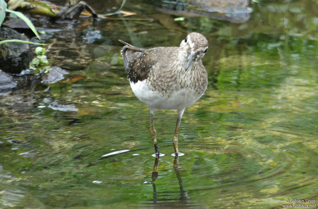 Solitary Sandpiper