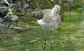 Solitary Sandpiper