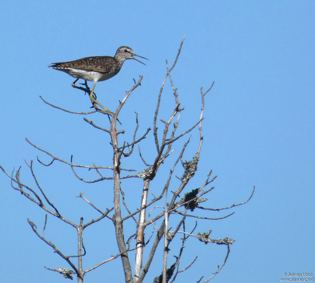 Wood Sandpiperadult