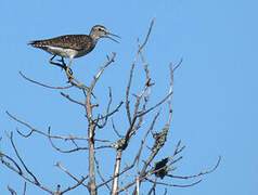 Wood Sandpiper