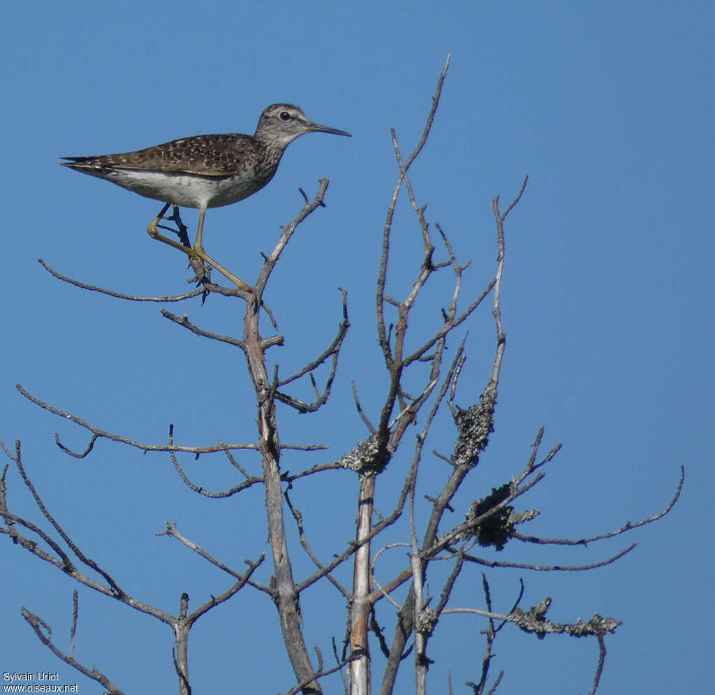 Wood Sandpiperadult breeding, habitat, Reproduction-nesting, Behaviour