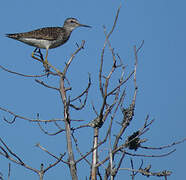 Wood Sandpiper