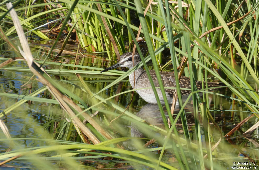 Wood Sandpiper