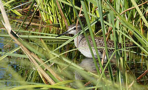 Wood Sandpiper