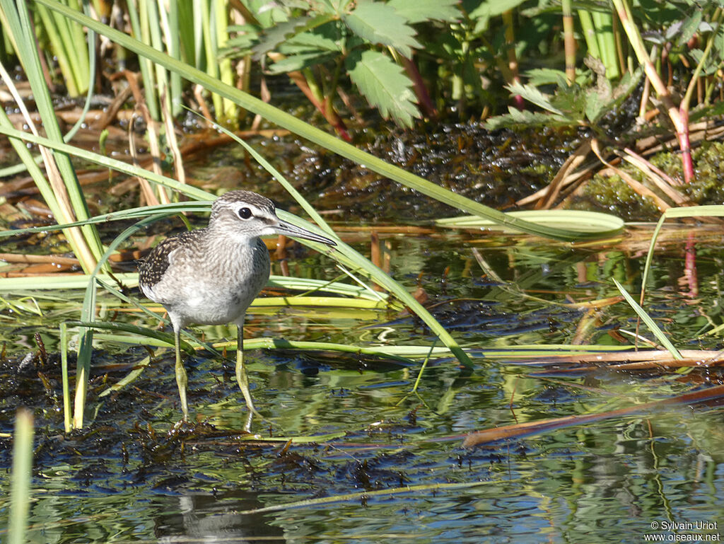 Wood Sandpiperadult