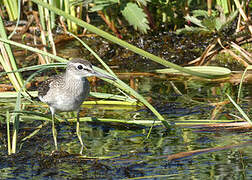 Wood Sandpiper