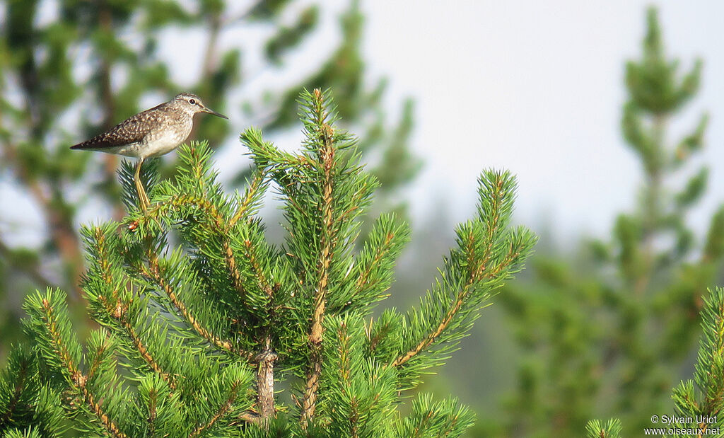 Wood Sandpiperadult