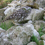 Little Owl